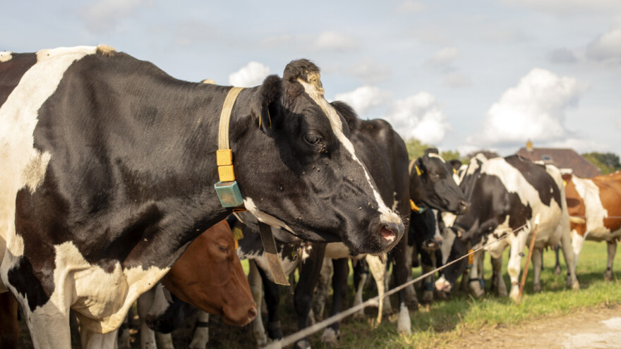 Koja nova dostignuća štite stoku od napada vukova?