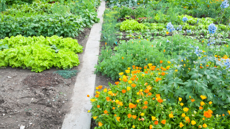 TOP 5 vrsta cvijeća koje štiti baštu