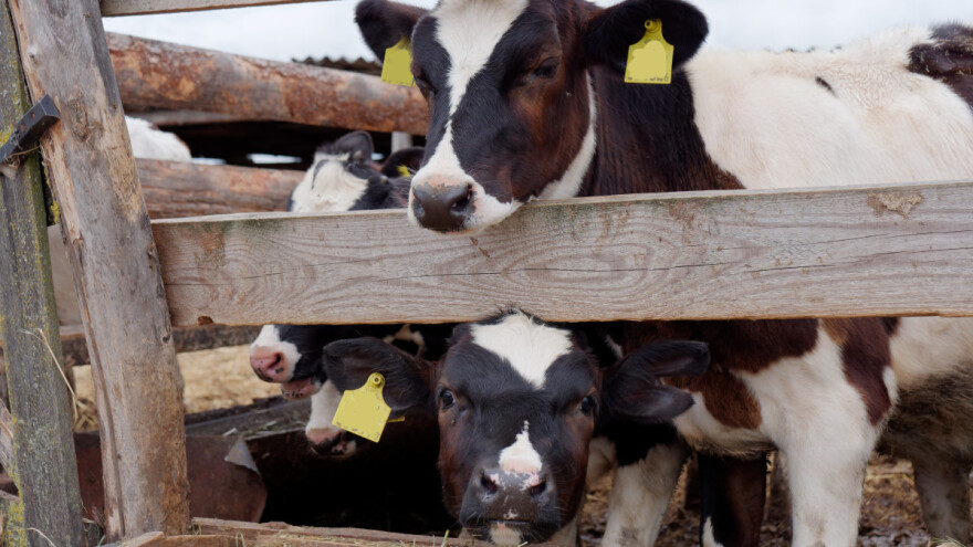 Istraživanje dokazalo: Mikroalge poboljšavaju zdravlje i rast teladi