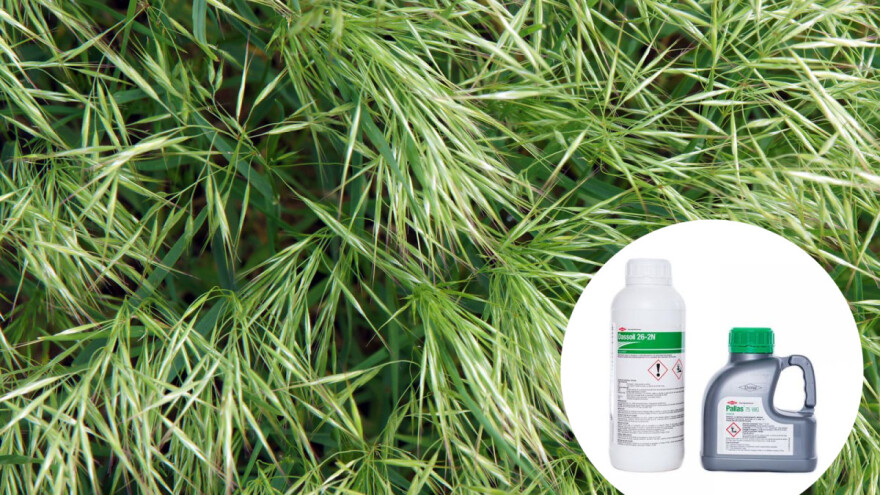 Postoji rešenje za divlji ovas!