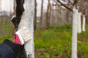 Kada i  kako obaviti krečenje stabala voća?
