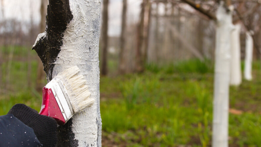 Kada i  kako obaviti krečenje stabala voća?