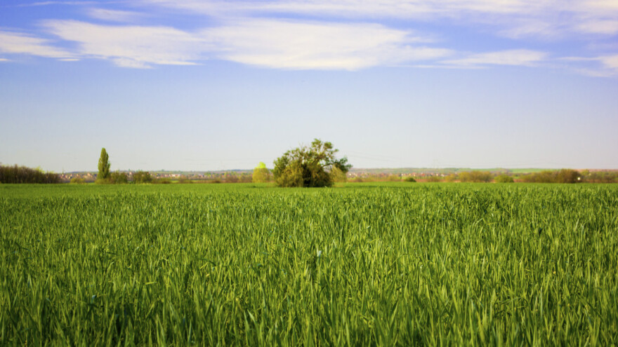 Raž - zelenišno đubrivo koje poboljšava i obogaćuje zemljište