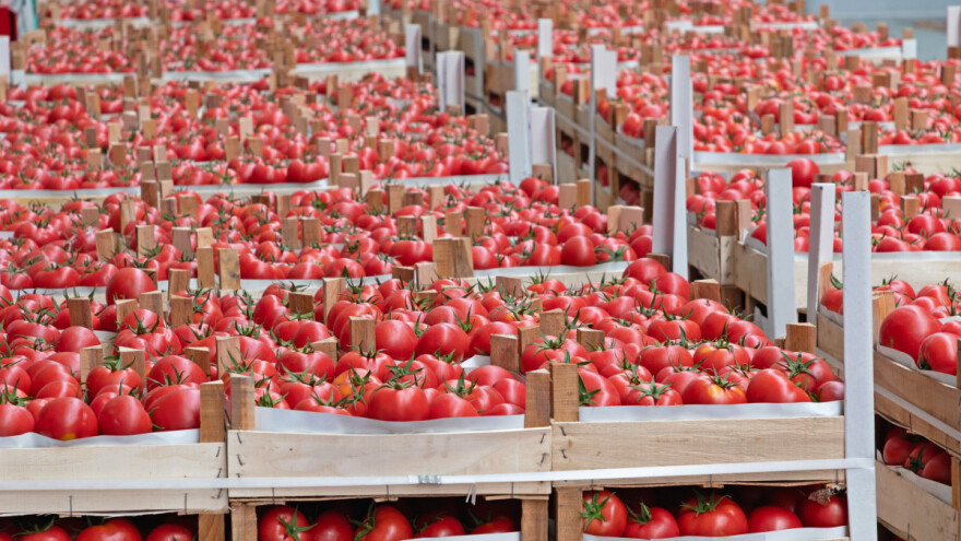 Cenu paradajza u Evropi diktira Maroko?