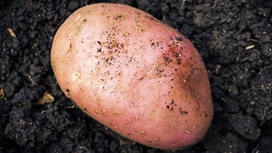 Nova uralska sorta krompira s krupnim krtolama - podnosi i sušne uslove