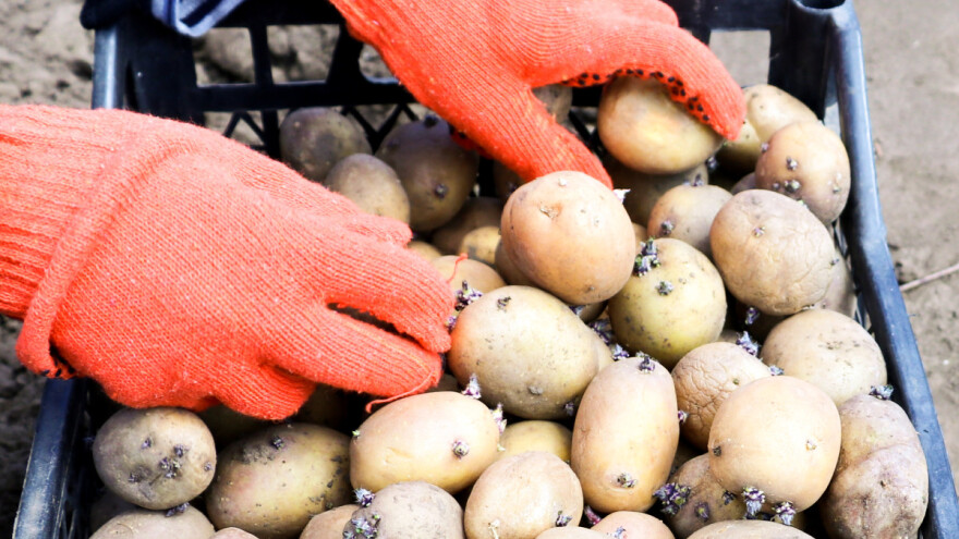 Kako pripremiti krtole za sadnju krompira i tako uticati na prinos?