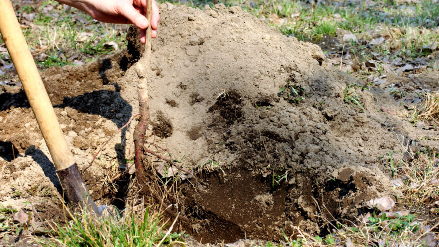 Zašto je značajan korijenov vrat biljke?