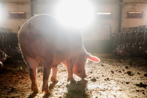 Na tri različita kraja Evrope prisutna afrička svinjska kuga - u jednoj zemlji ubijeno 35.000 svinja