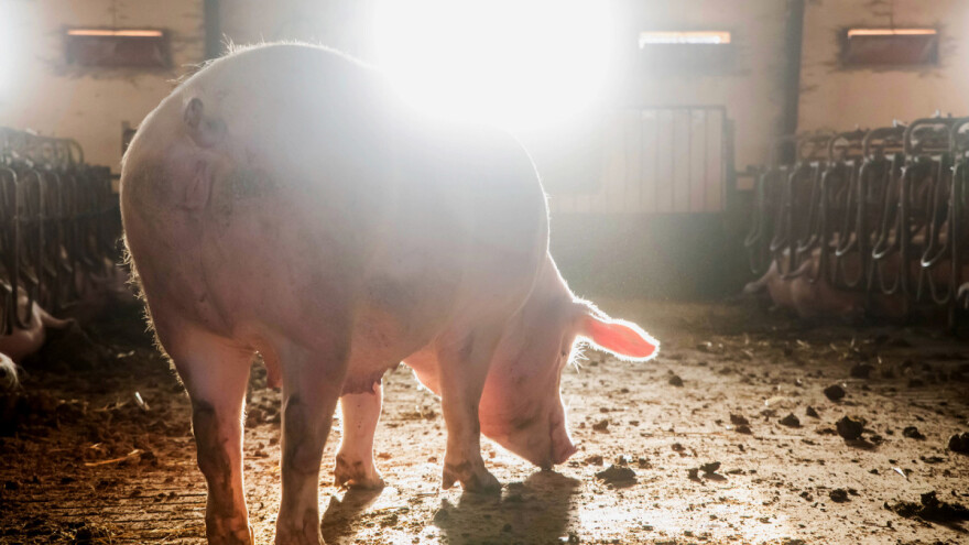 Na tri različita kraja Evrope prisutna afrička svinjska kuga - u jednoj zemlji ubijeno 35.000 svinja