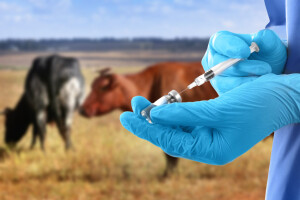 Zaplijenjeni krivotvoreni veterinarski lijekovi u vrijednosti 20.000 eura