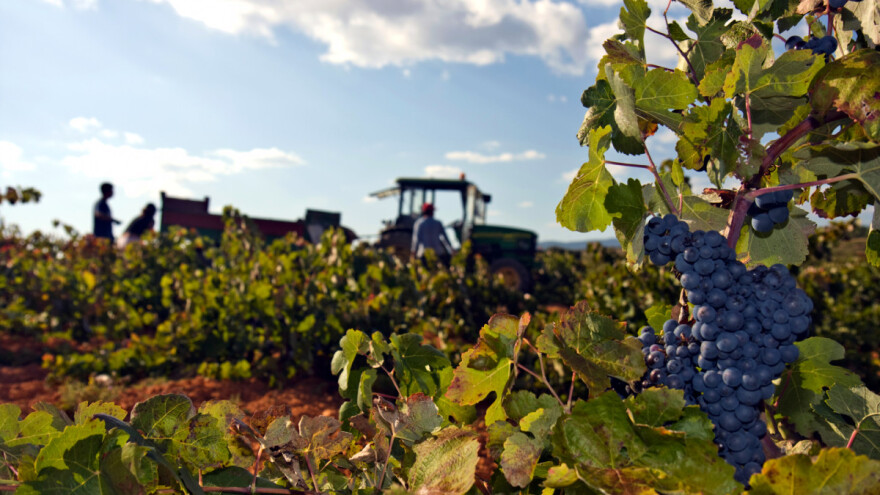 Berba grožđa 2022. obavlja se tri tjedna ranije, negdje i noću