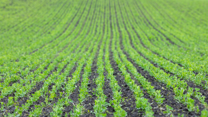 Šta je azotofiksacija i kako može smanjiti potrebu za đubrivom?