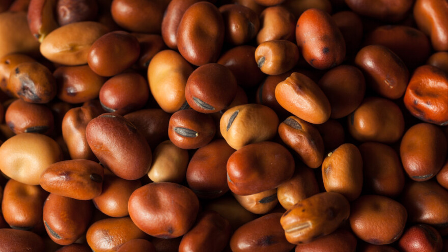 Bob je kultura budućnosti? Odakle potječe, tko ga najviše proizvodi i što s njim?