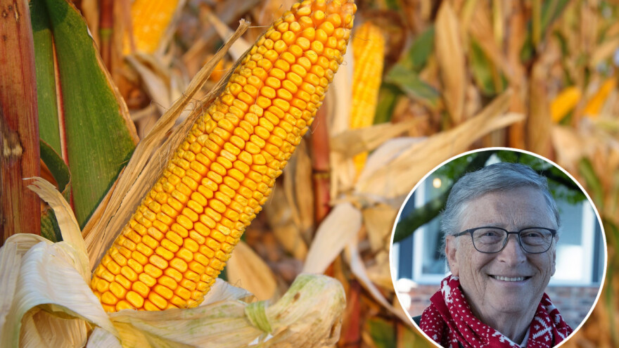 Bill Gates ima udjela u stvaranju "magičnog sjemena" uključujući i kukuruz?