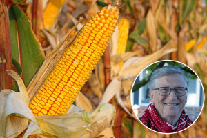 Bill Gates ima udjela u stvaranju "čarobnog sjemena" uključujući i kukuruz?