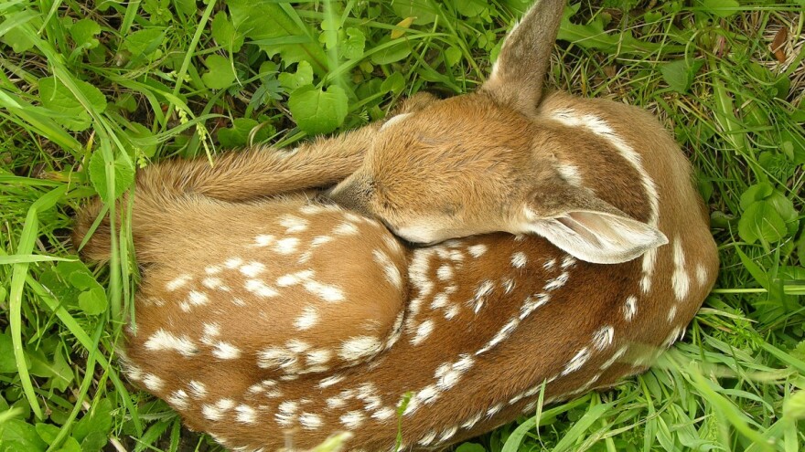 Dva miliona evra za spašavanje lanadi u kosidbi - u Nemačkoj. A kod nas?