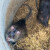 Miševi i štakori u kućanstvu - kako ih suzbiti?