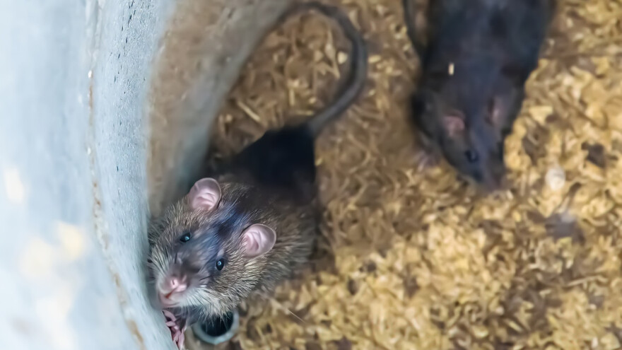 Miševi i pacovi u domaćinstvu - kako ih suzbiti?