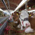 Na što paziti kod kupovine mliječne krave?