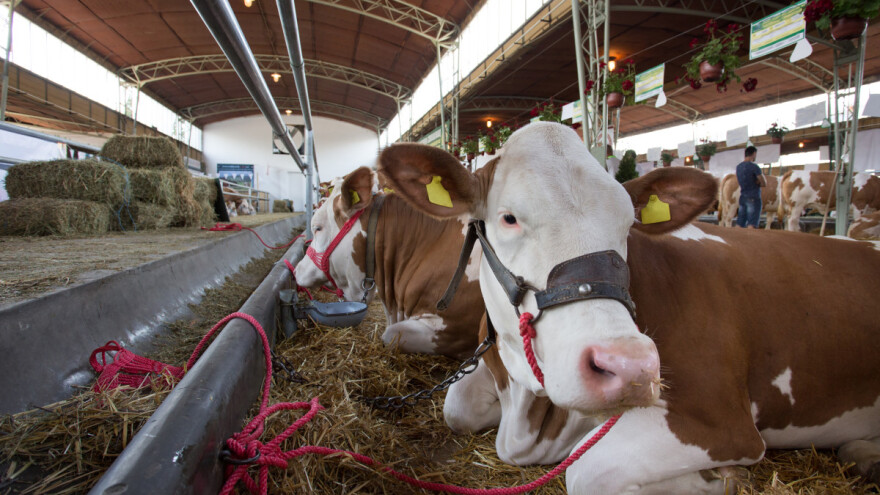 Na šta paziti kod kupovine mlečne krave?