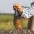 Obustavlja se izvoz sjemena suncokreta u Rusiju
