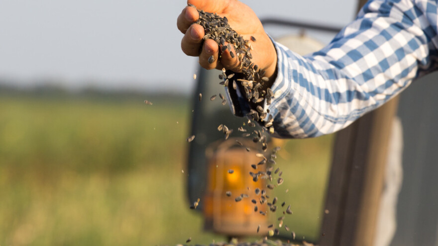Obustavlja se izvoz semena suncokreta u Rusiju