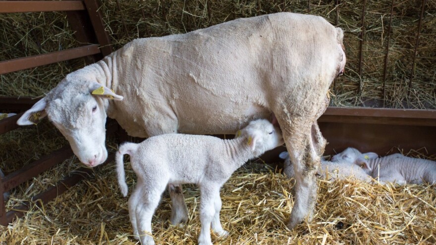 Starici (81) ukrao tri janjeta