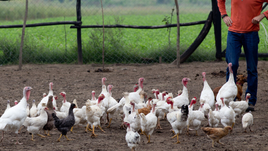 Kokoši i pure: Kako do mira u istom dvorištu?