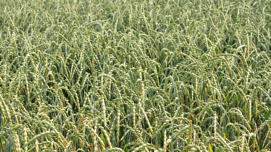 Pir dvozrnac i kamut - zašto su stare žitarice ponovo popularne?