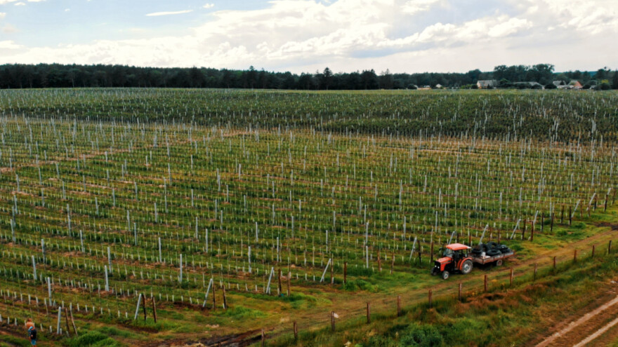 Prof. Stanisavljević: Sadnja voćnjaka na zemljištu starih šuma je najgori mogući izbor
