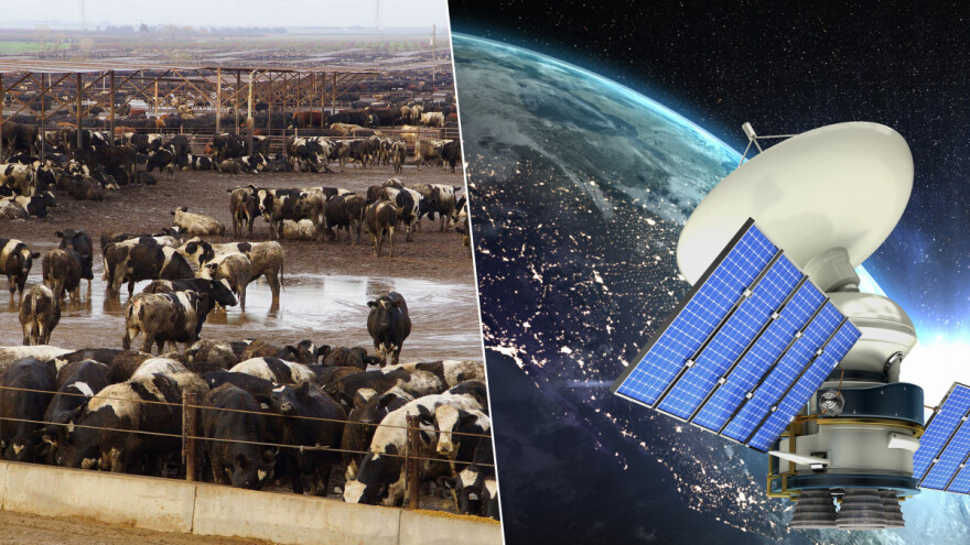 Prvi puta satelitom snimili metan kojeg izlučuju krave