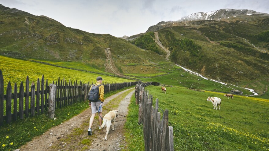 Krava bacila u zrak i izgazila šetača psa - vlasnik goveda kažnjen