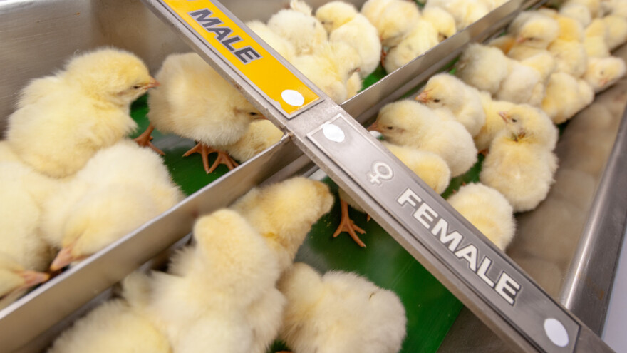 Muške piliće više neće ubijati - naučnici pronašli rešenje