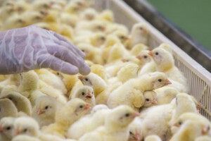 Poljska ruši rekorde u proizvodnji brojlera