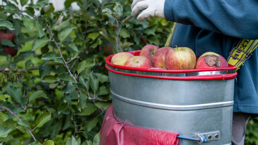 Koje tri države EU su glavni proizvođači voća?