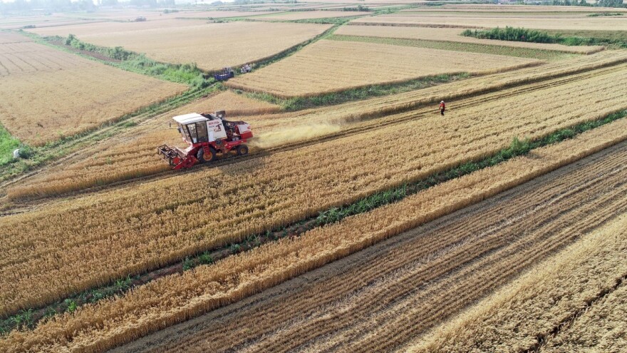 Revolucija u uzgoju žitarica - Kina objavila "dokument broj 1"