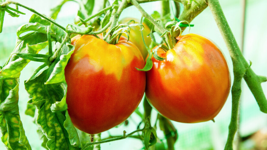 Na rajčicama u Sloveniji utvrđen razoran ToBRFV virus