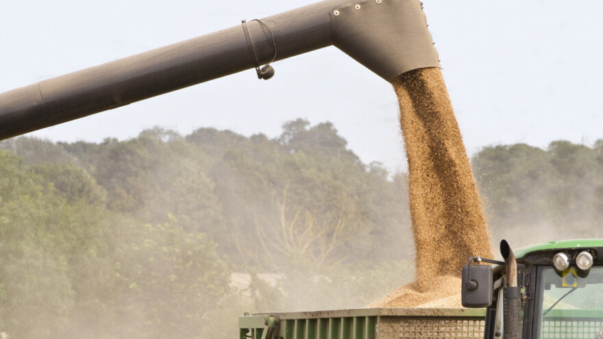 Pala cijena pšenice, a porasla kukuruza