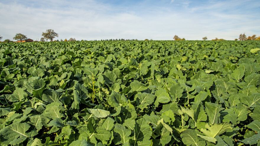 Crveni pauk u soji, a nema registriranih preparata za suzbijanje
