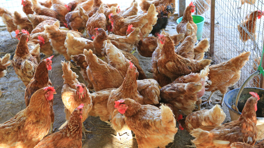 Otkriven novi način za suzbijanje tekuti - bez kemikalija