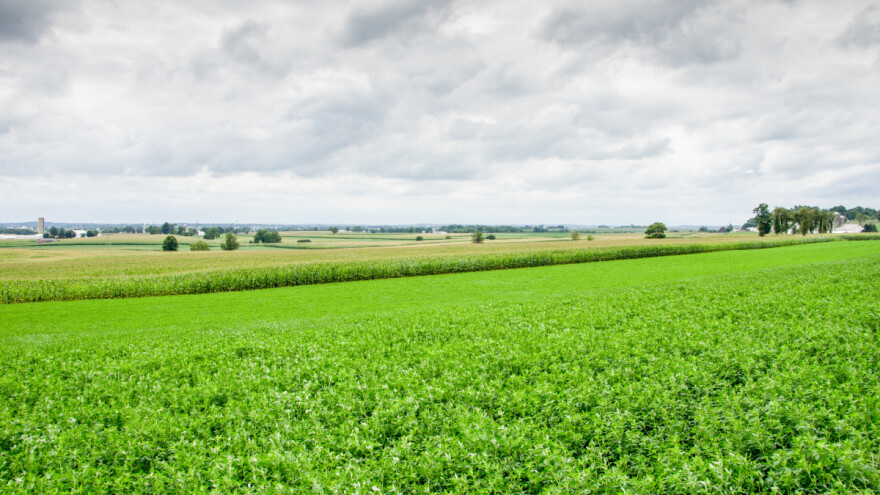 Kasnija sjetva lucerne i djetelina nepovoljno djeluje na usjev