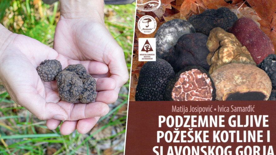 Zašto su u kontinentalnom dijelu Hrvatske zapostavljeni cijenjeni tartufi?