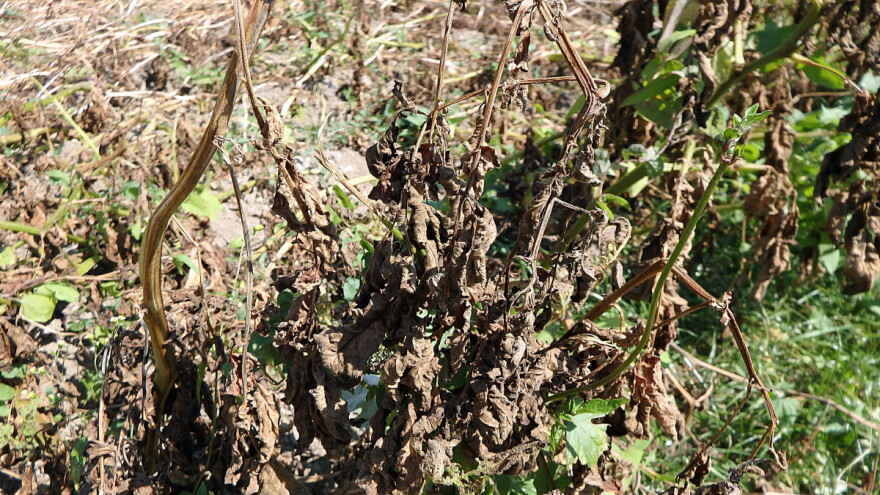 Da li vaditi krtole krompira kada plamenjača uništi biljke?