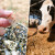 Meso i mlijeko sadrže mikroplastiku: Stočna hrana izvor zagađenja?