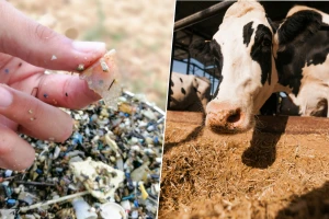 Meso i mleko sadrže mikroplastiku: Stočna hrana izvor zagađenja?