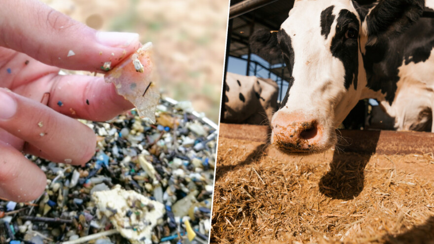 Meso i mlijeko sadrže mikroplastiku: Stočna hrana izvor zagađenja?