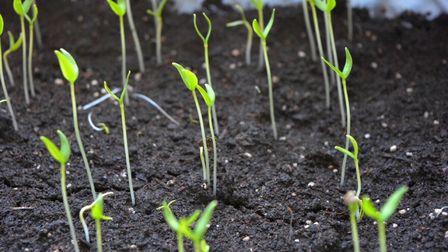 Kako izbjeći izduživanje presadnica - držite se 4 pravila