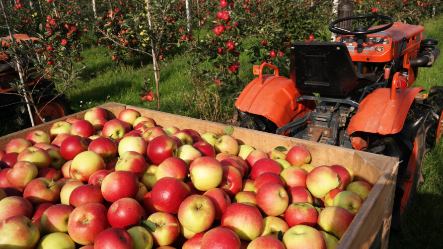 Koje sorte jabuke se mogu duže čuvati i zašto ih držati što dalje od luka?
