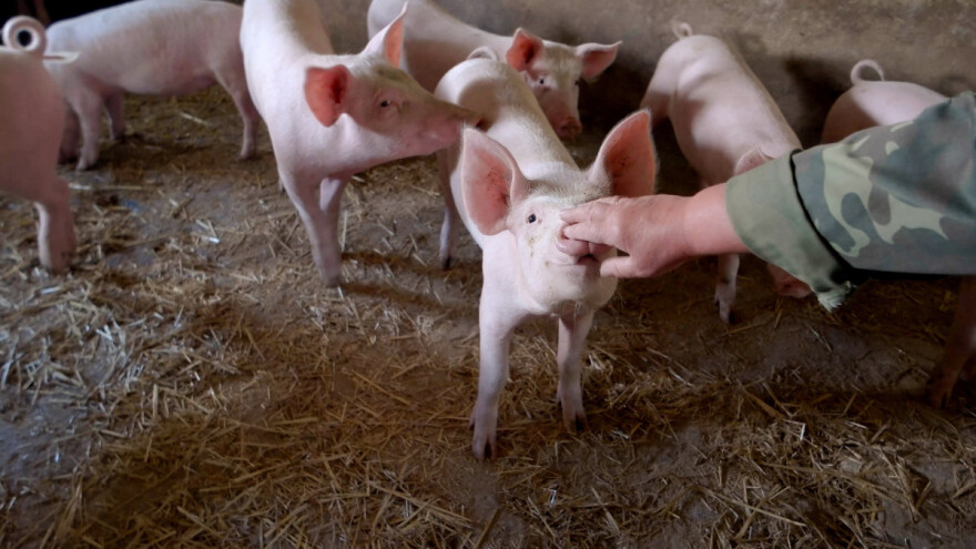 Što će biti s hrvatskim svinjogojstvom ako se zabrani kastracija?