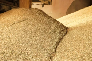 Pala je ispod granične vrednosti - koja je cena pšenice?